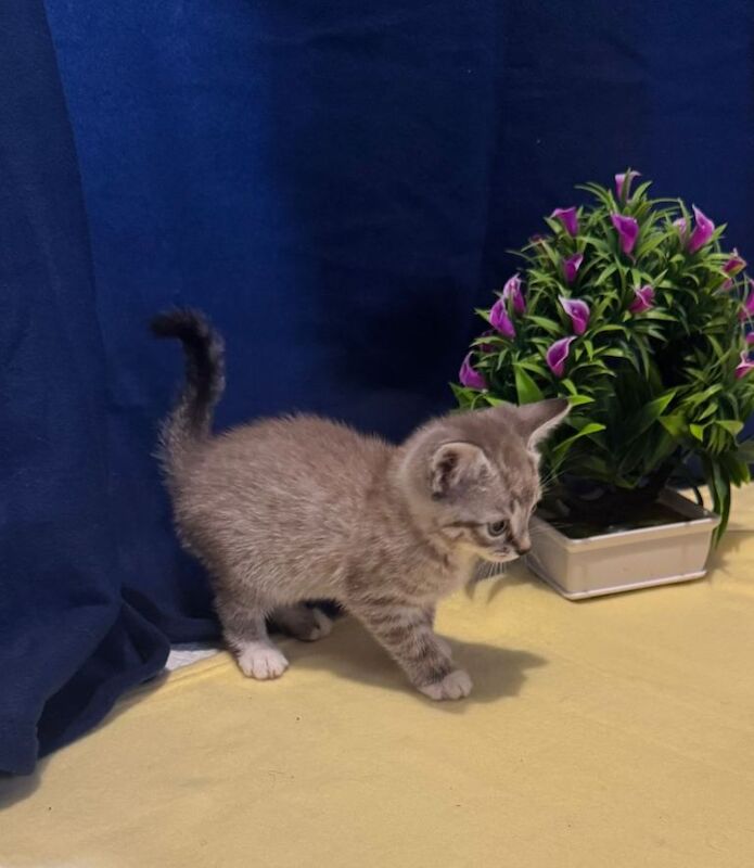 Beautiful Kittens - Image 2 of 5