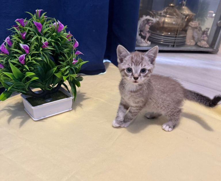 Beautiful Kittens - Image 3 of 5