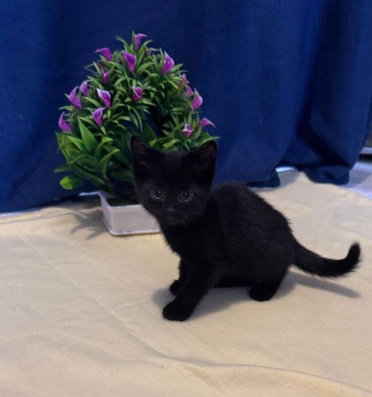 Beautiful Kittens - Image 4 of 5