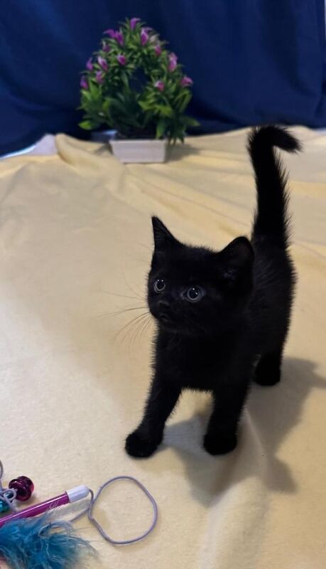 Beautiful Kittens - Image 5 of 5