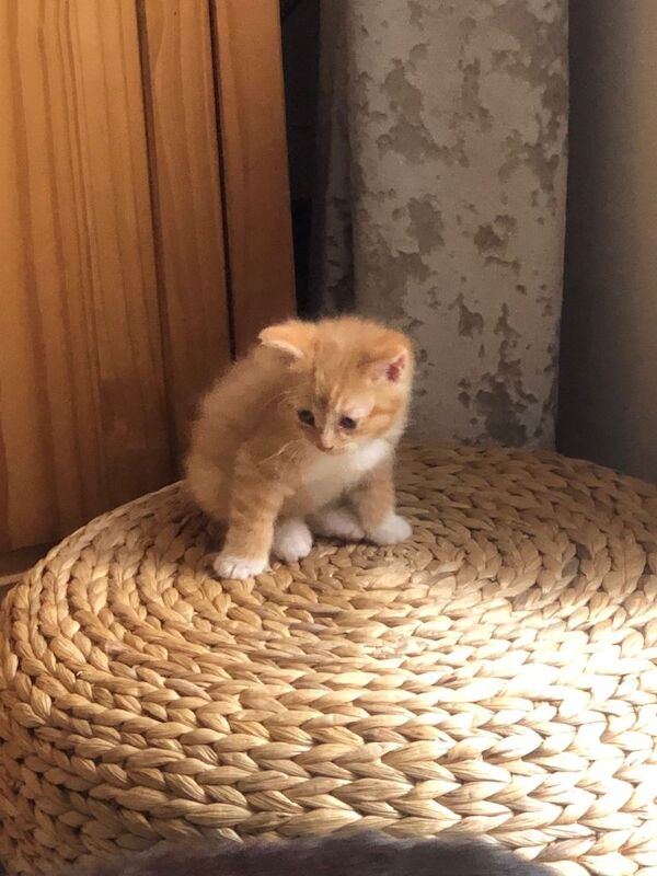 Beautiful kittens