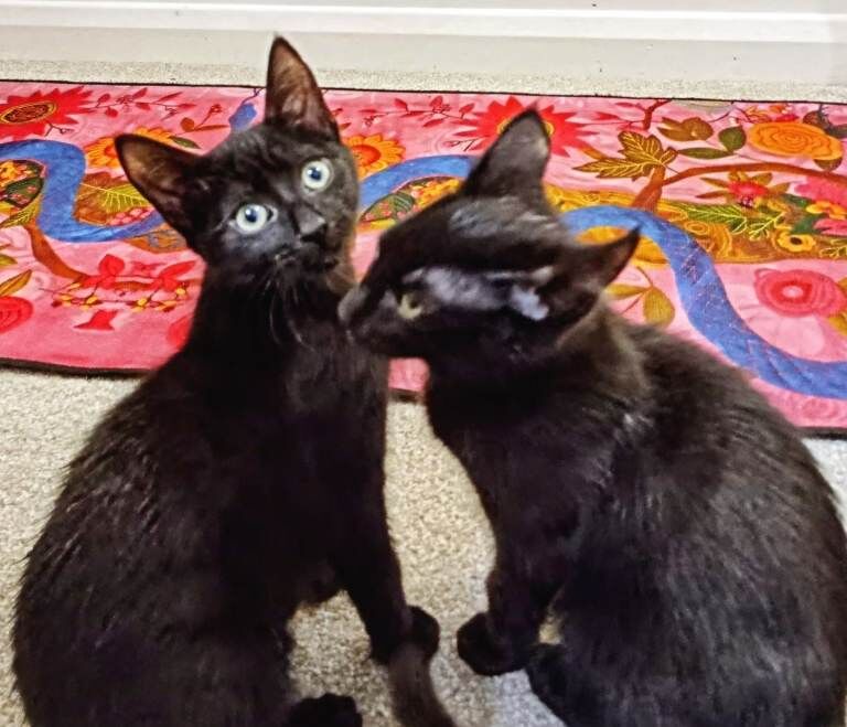 Beautiful Kittens