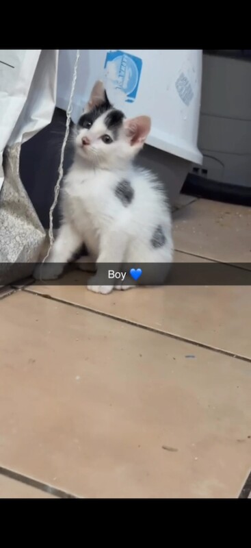 Beautiful kittens