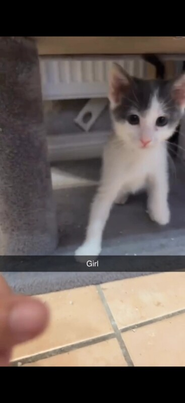 Beautiful kittens - Image 2 of 5