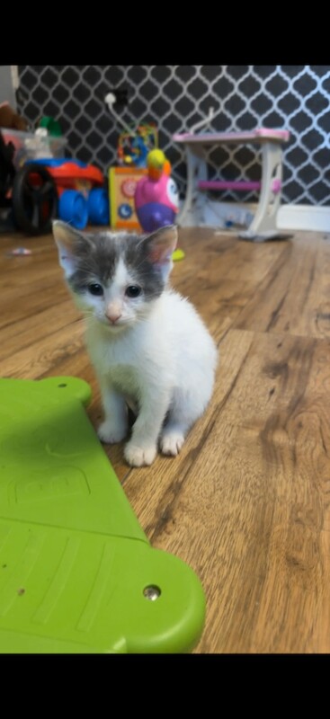 Beautiful kittens - Image 3 of 5