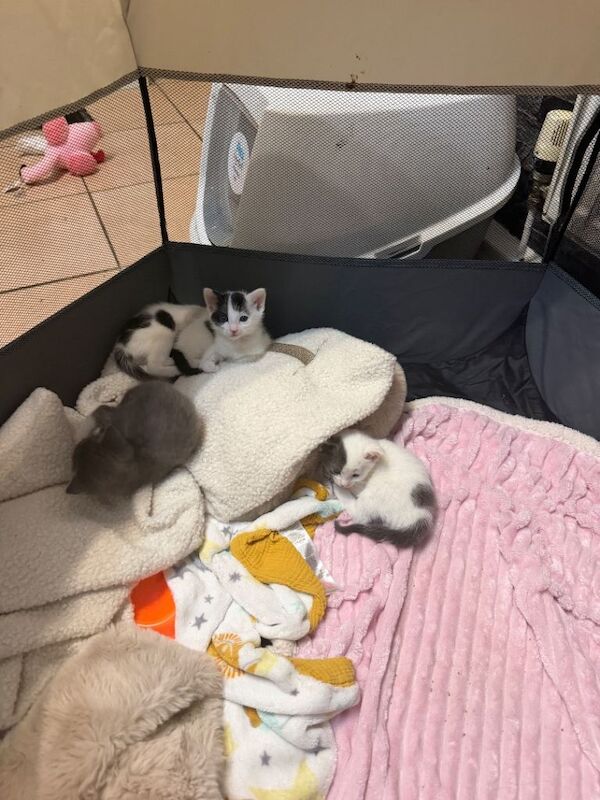 Beautiful kittens - Image 4 of 5