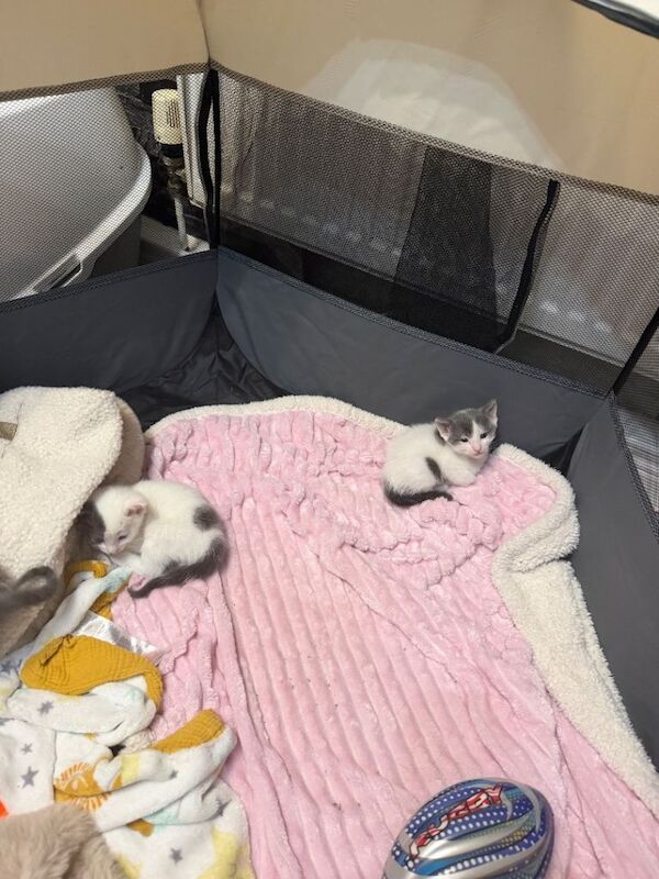 Beautiful kittens - Image 5 of 5
