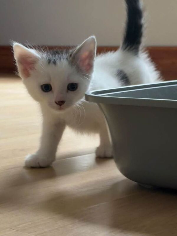 Beautiful kittens