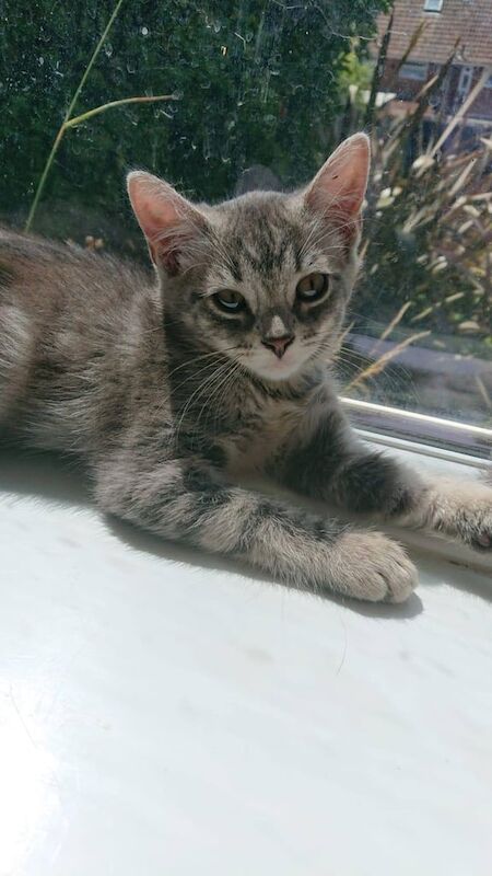 British Shorthair kittens for sale in Weston-super-Mare, Somerset – 11 weeks old