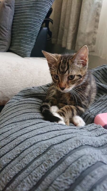 British Shorthair kittens for sale in Weston-super-Mare, Somerset – 11 weeks old - Image 2 of 3