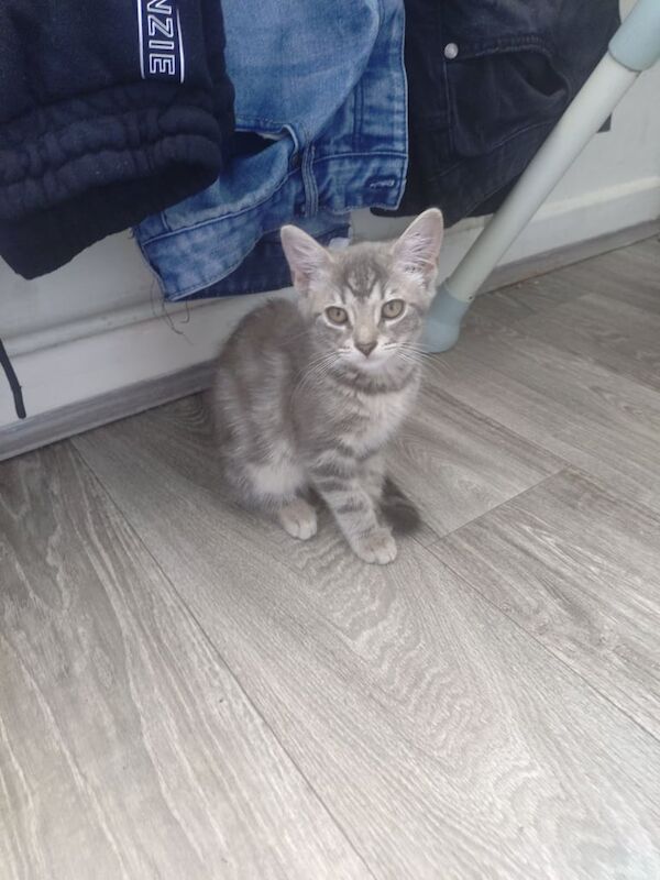 British Shorthair kittens for sale in Weston-super-Mare, Somerset – 11 weeks old - Image 3 of 3