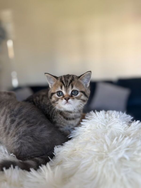 Beautiful kittens available