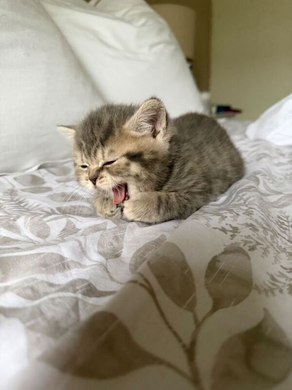 Beautiful kittens available - Image 2 of 3