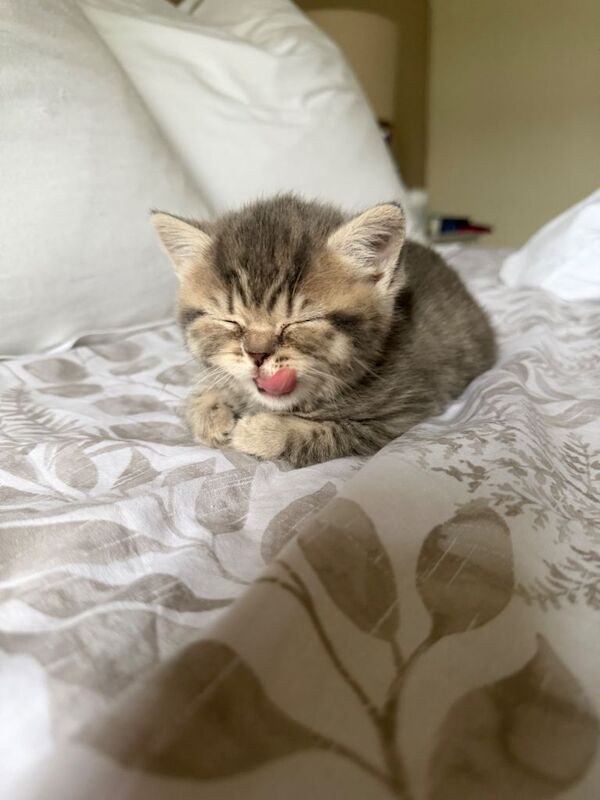 Beautiful kittens available - Image 3 of 3