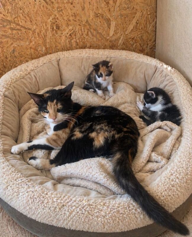 Beautiful Kittens available