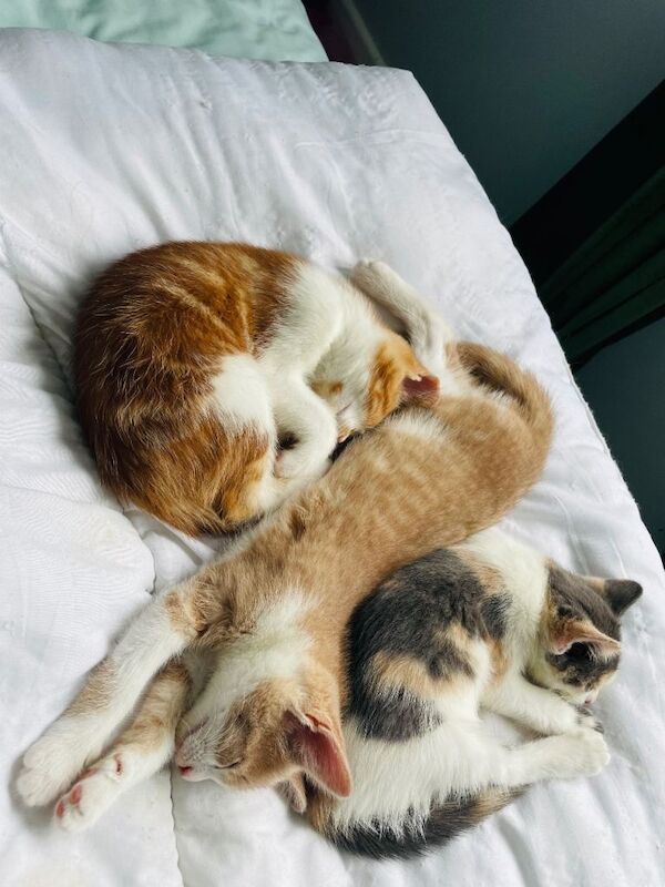 Beautiful kittens for new home - Image 2 of 3