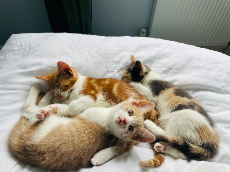 Beautiful kittens for new home - Image 3 of 3