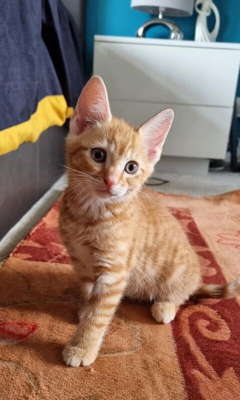 British Shorthair kittens for sale in Ottery St Mary, Devon – 8 weeks old