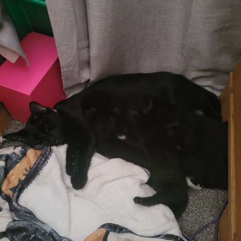 British Shorthair kittens for sale in Highbridge, Somerset – 3 weeks old
