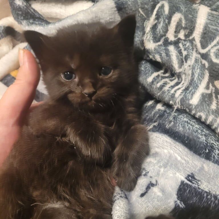 British Shorthair kittens for sale in Highbridge, Somerset – 3 weeks old - Image 2 of 3