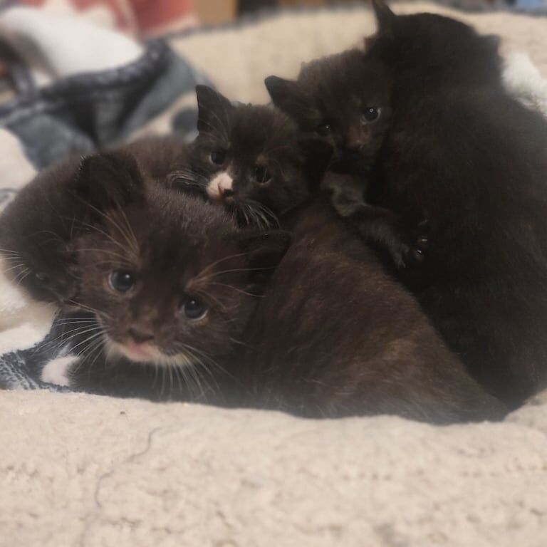 British Shorthair kittens for sale in Highbridge, Somerset – 3 weeks old - Image 3 of 3