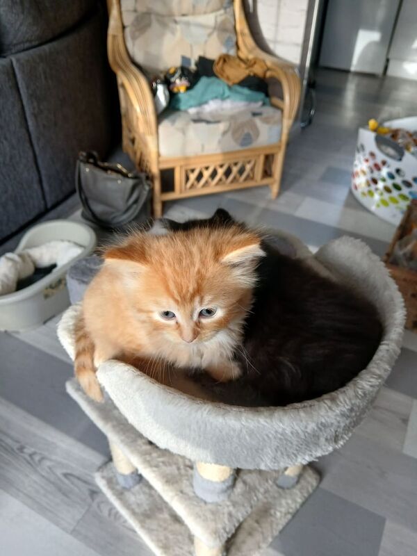 British Shorthair kittens for sale in Spondon, Derbyshire – 7 weeks old