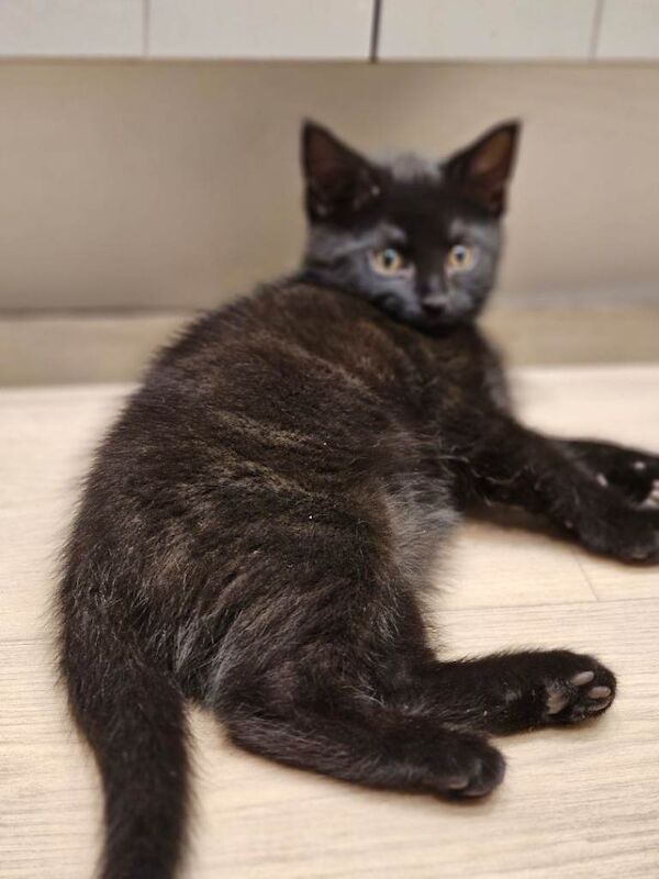 British Shorthair kittens for sale in Middlesbrough, North Yorkshire – 3 months old