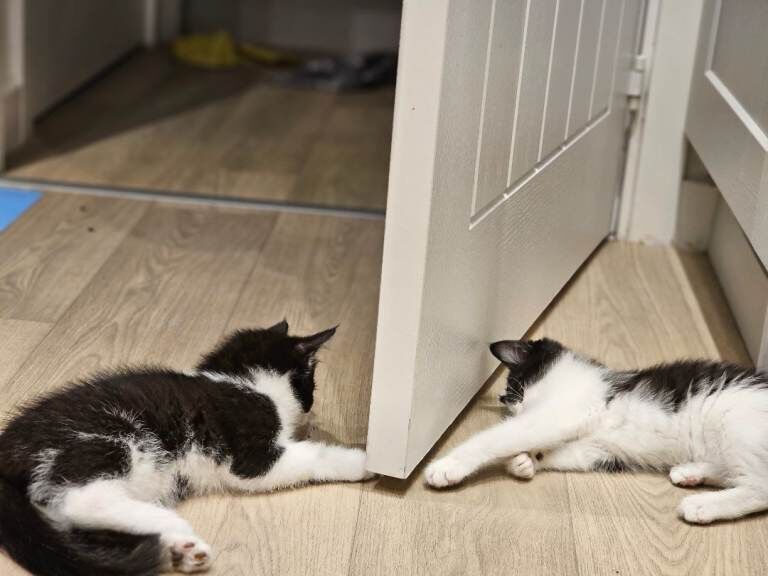 British Shorthair kittens for sale in Middlesbrough, North Yorkshire – 10 weeks old - Image 2 of 5