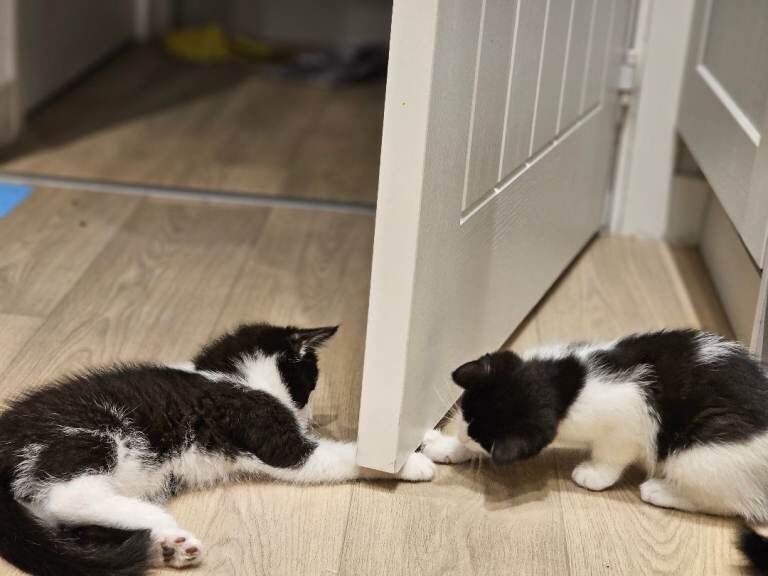 British Shorthair kittens for sale in Middlesbrough, North Yorkshire – 10 weeks old - Image 3 of 5