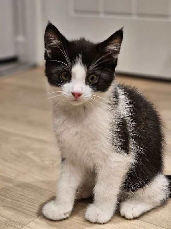 British Shorthair kittens for sale in Middlesbrough, North Yorkshire – 10 weeks old - Image 4 of 5