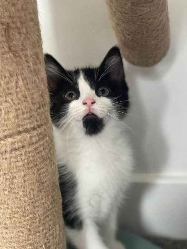 British Shorthair kittens for sale in Middlesbrough, North Yorkshire – 10 weeks old - Image 5 of 5