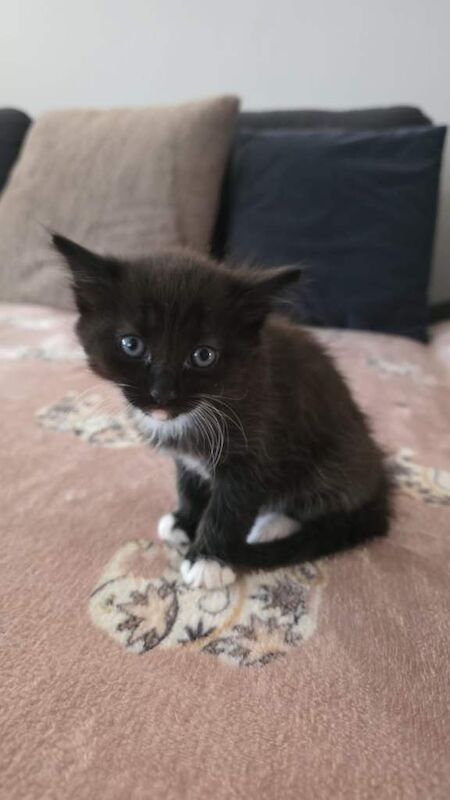 British Shorthair kittens for sale in Swanley, Kent – 8 weeks old