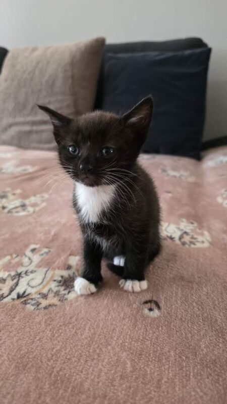 Beautiful kittens for sale - Image 2 of 3