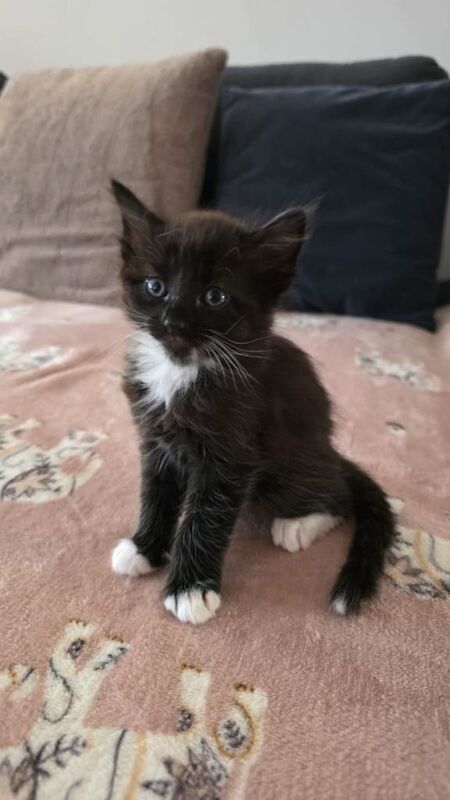 Beautiful kittens for sale - Image 3 of 3