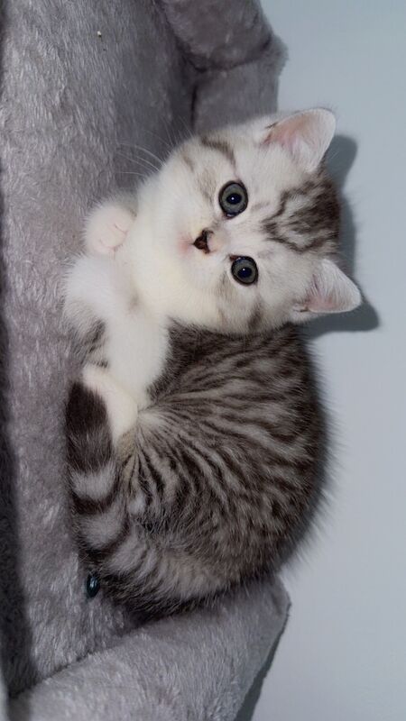 Beautiful kittens for sale - Image 2 of 7