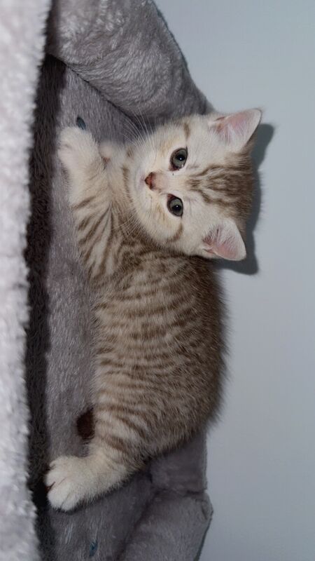 Beautiful kittens for sale - Image 3 of 7