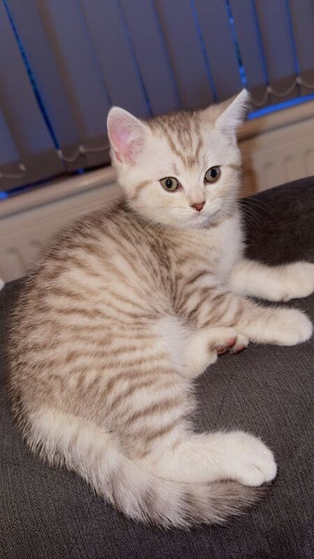 Beautiful kittens for sale - Image 4 of 7