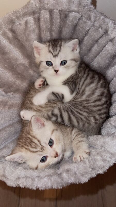 Beautiful kittens for sale - Image 5 of 7