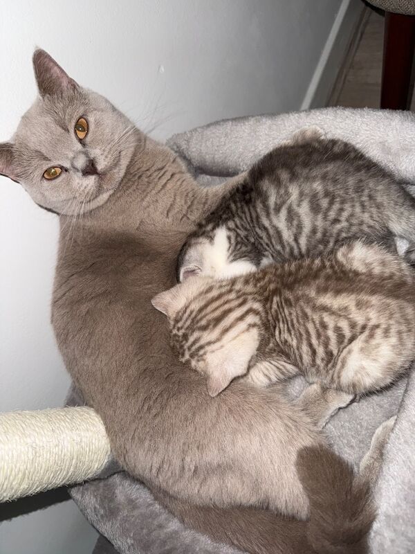 Beautiful kittens for sale - Image 6 of 7