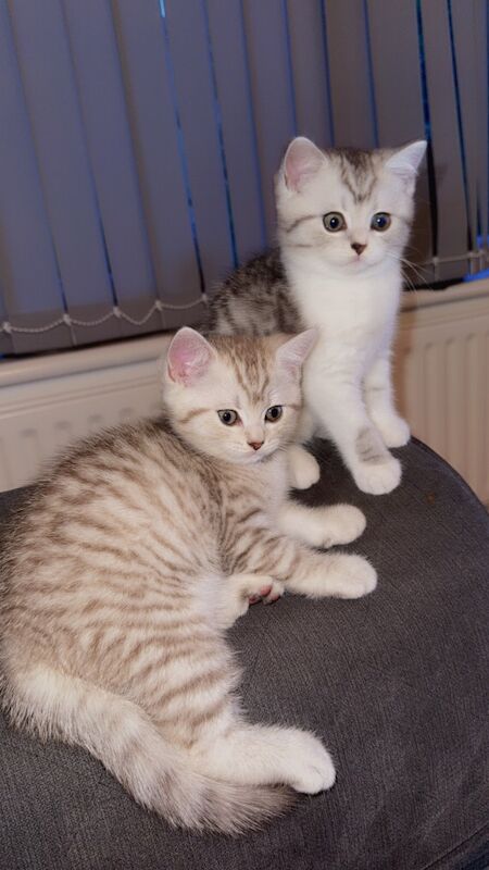 Beautiful kittens for sale - Image 7 of 7