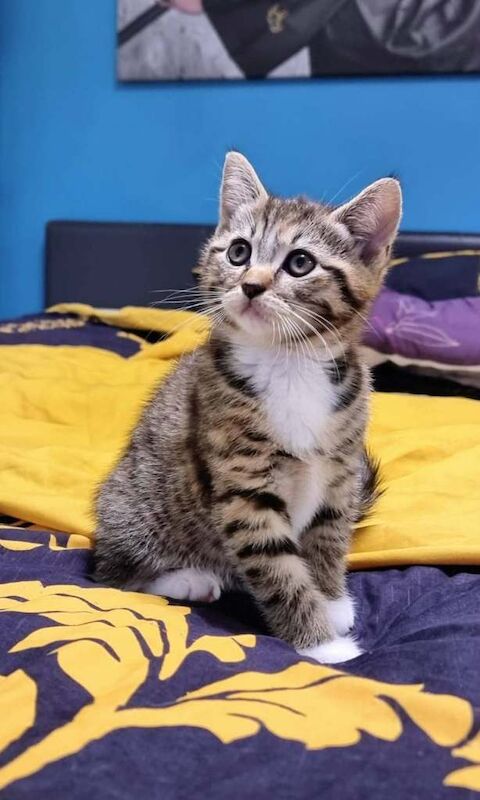 Beautiful kittens for sale