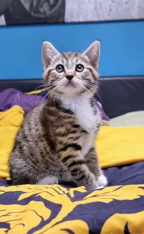 Beautiful kittens for sale - Image 2 of 3