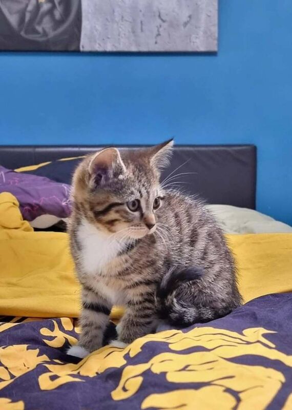 Beautiful kittens for sale - Image 3 of 3