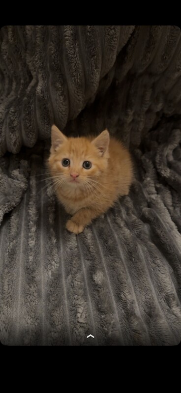 Beautiful kittens for sale