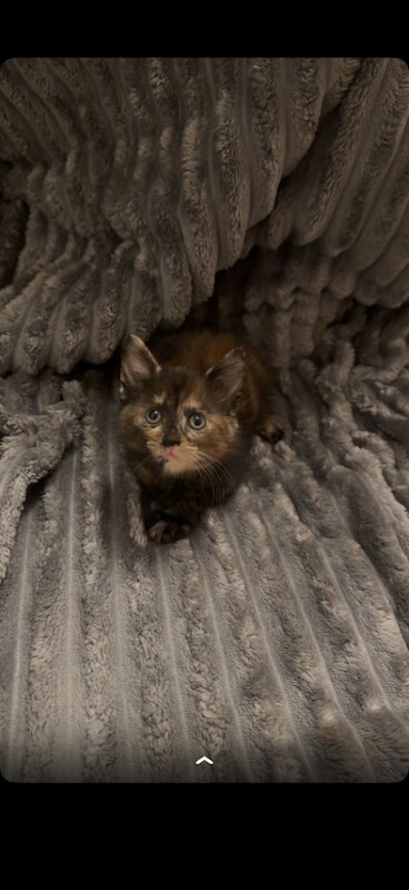 Beautiful kittens for sale - Image 2 of 3