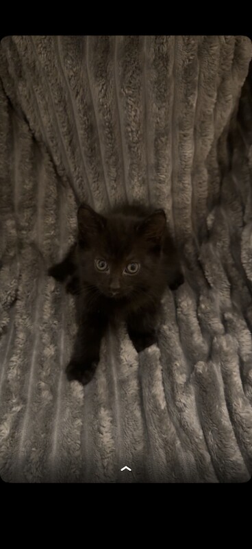 Beautiful kittens for sale - Image 3 of 3