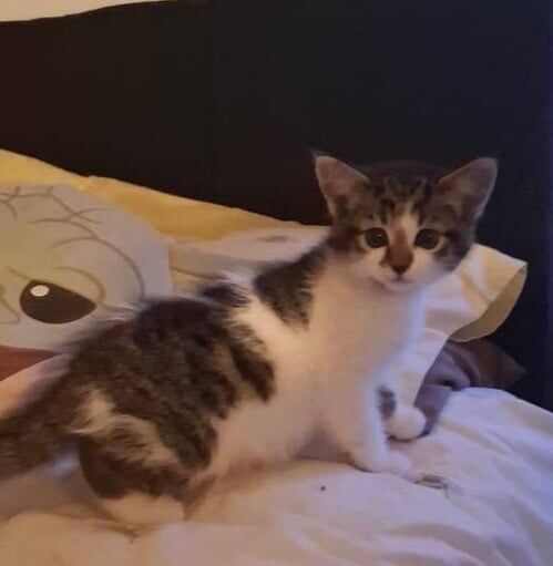 Beautiful kittens for sale - Newton Abbot for sale in Newton Abbot, Devon - Image 2