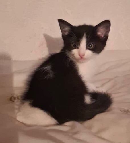 Beautiful kittens for sale - Newton Abbot for sale in Newton Abbot, Devon | Image 3