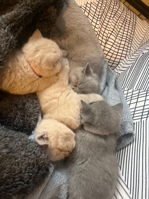 British Shorthair kittens for sale in Heathrow, London – 5 weeks old