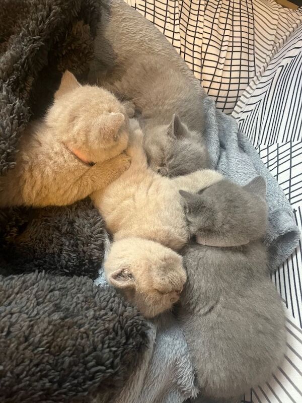British Shorthair kittens for sale in Heathrow, London – 5 weeks old - Image 2 of 5